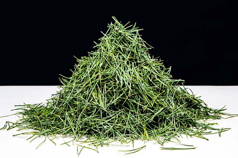 How to Make White Pine Needle Tea Eastern White Pine Benefits
