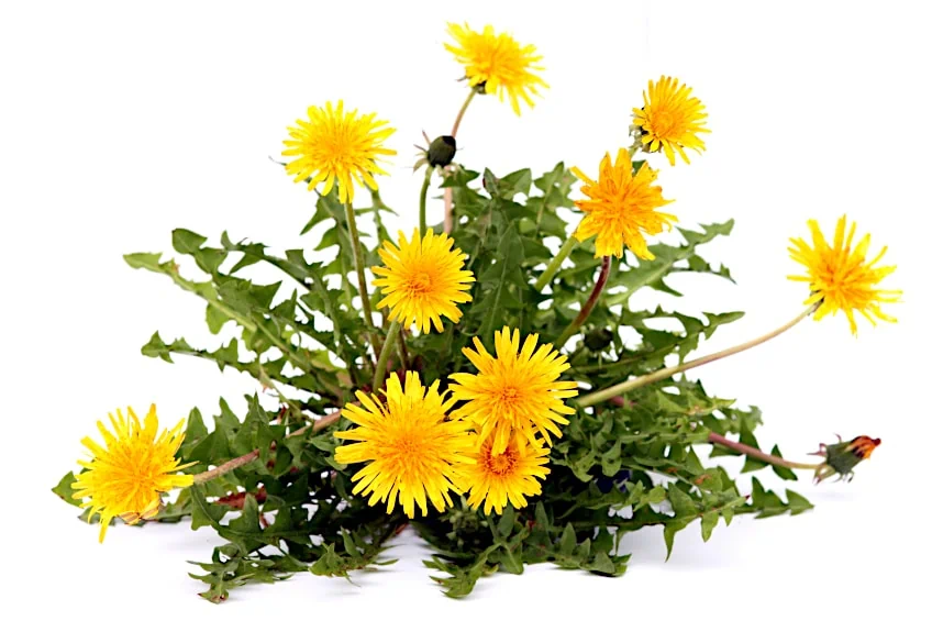Every Part of a Dandelion is Edible