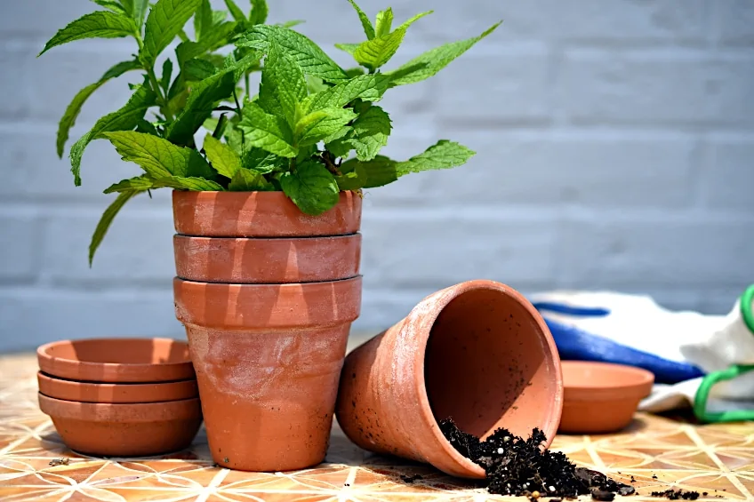 Grow Your Own Mint for Drying