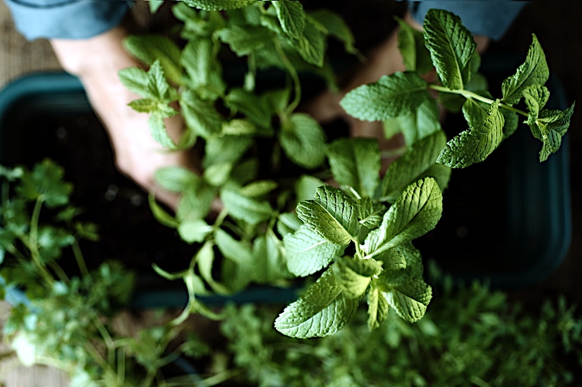 How to Cultivate Mint