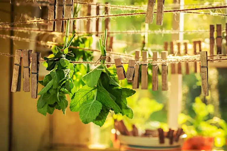How to Dry Mint Leaves