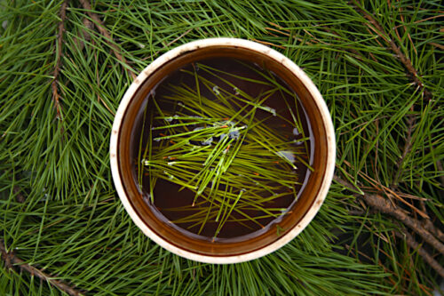 how-to-make-white-pine-needle-tea-eastern-white-pine-benefits