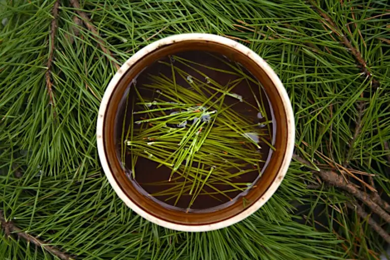 How to Make White Pine Needle Tea