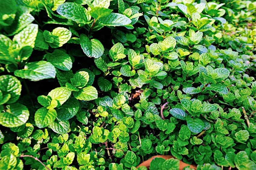 Mint Plants in Garden