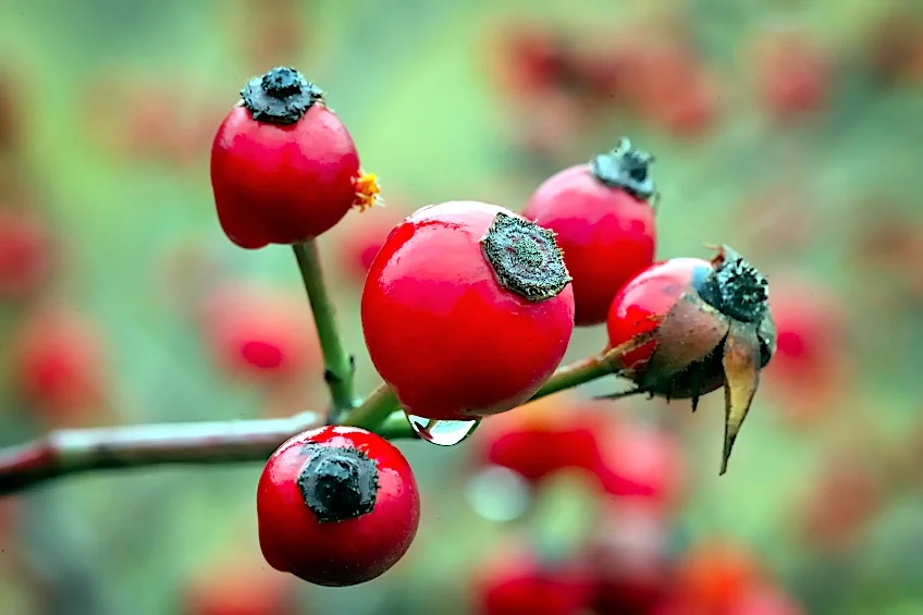 Pick Rose Hips After First Frost