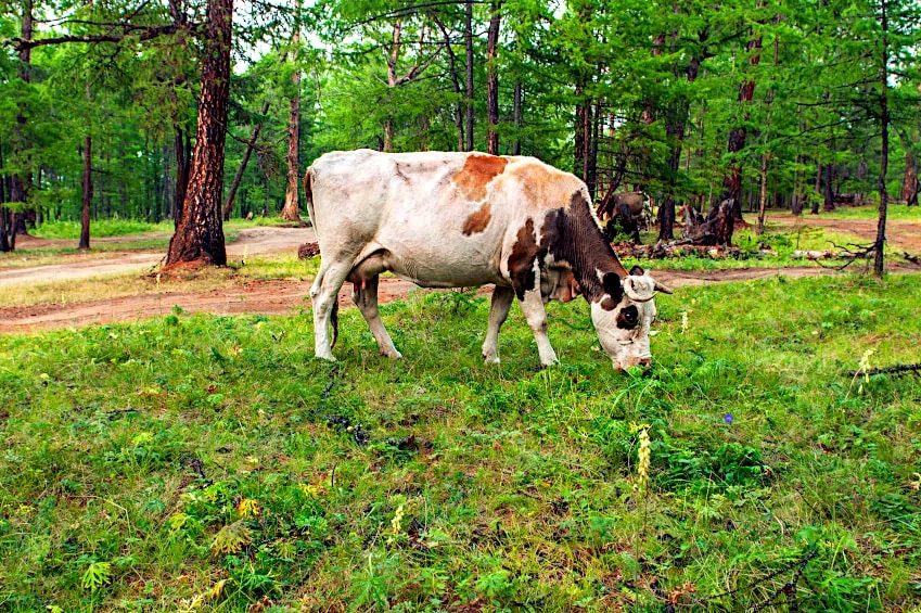 Ponderosa Pine Needles Are Harmful to Cows