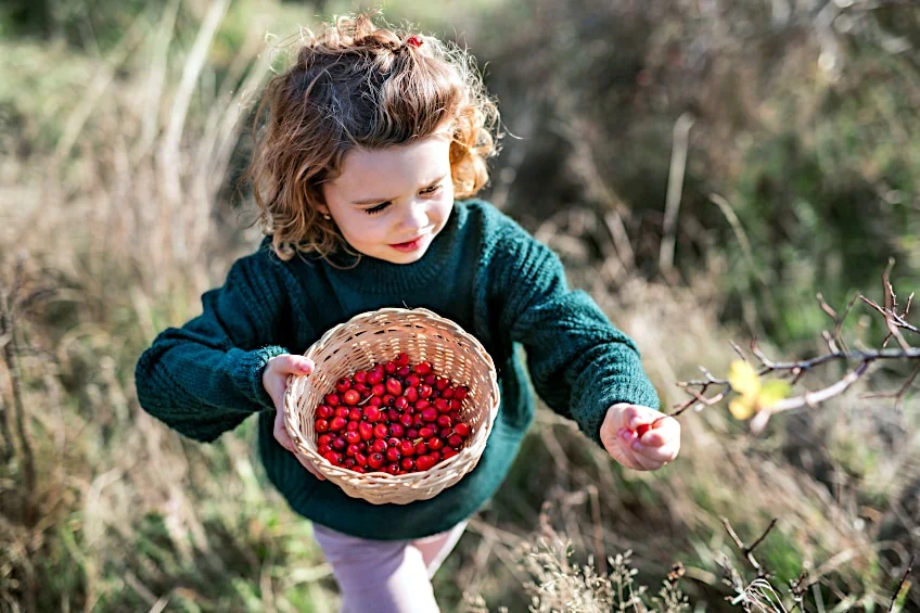 Rosehips are Easy to Harvest