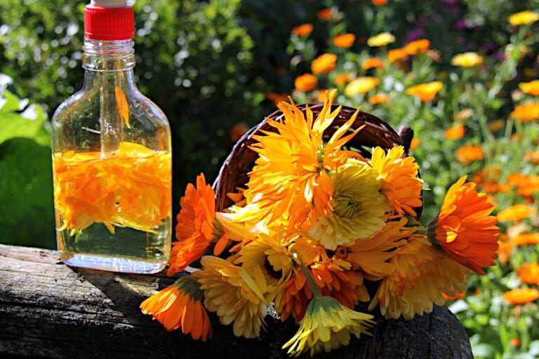 How to Make Calendula Oil A Homemade Calendula Oil Recipe Homed 24